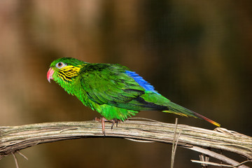 LORIQUET JOLI  charmosyna placentis