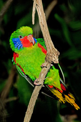 LORIQUET JOLI  charmosyna placentis