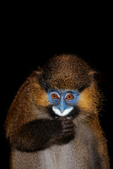 MOUSTAC BLEU cercopithecus cephus