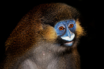 MOUSTAC BLEU cercopithecus cephus