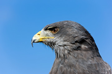 BUSE BLEUE DU CHILI geranoaetus melanoleucus