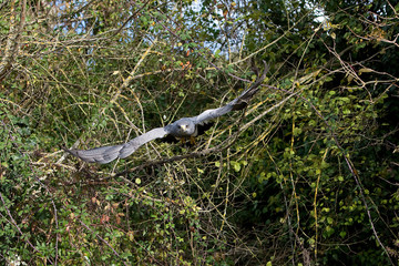 BUSE BLEUE DU CHILI geranoaetus melanoleucus