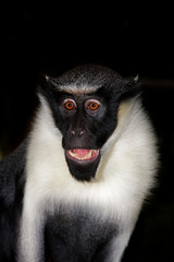 CERCOPITHEQUE DIANE cercopithecus diana