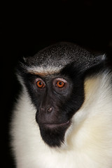 CERCOPITHEQUE DIANE cercopithecus diana