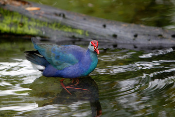 TALEVE SULTANE porphyrio porphyrio