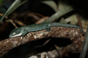 LEZARD abronia graminea