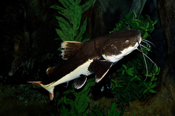 POISSON CHAT A QUEUE ROUGE phractocephalus hemioliopterus