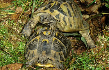 TORTUE D'HERMANN testudo hermanni