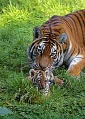 TIGRE DE SIBERIE panthera tigris altaica