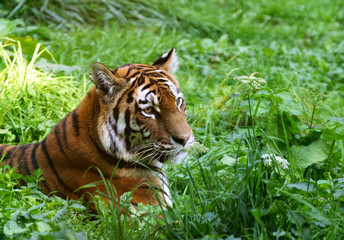 TIGRE DE SIBERIE panthera tigris altaica