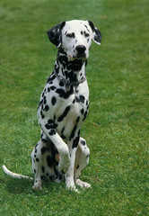DALMATIEN