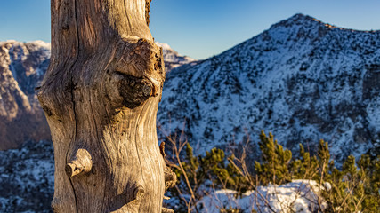 Beautiful winter wonderland with details of a tree stump at the famous Predigtstuhl, Bad Reichenhall, Bavaria, Germany