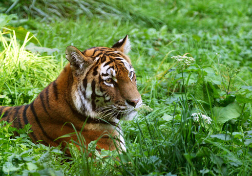 TIGRE DE SIBERIE Panthera Tigris Altaica