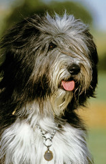BEARDED COLLIE