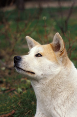 AKITA INU