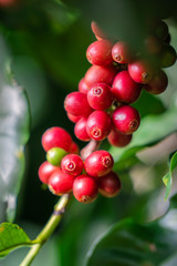 Fresh Red Coffee Bean On Tree