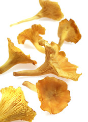 Fototapeta premium GIROLLE cantharellus cibarius
