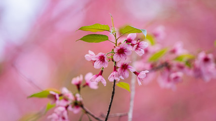 Pink Sakura Flower Blurred Background