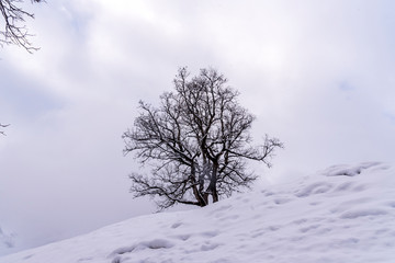 isolated tree in winter