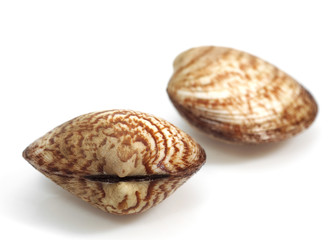 AMANDE DE MER glycymeris  glycymeris