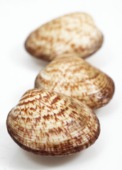 AMANDE DE MER glycymeris  glycymeris