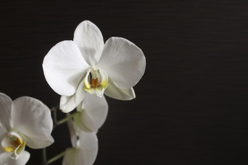 Naklejka na ściany i meble Flowers of a white orchid on a dark background with place for writing