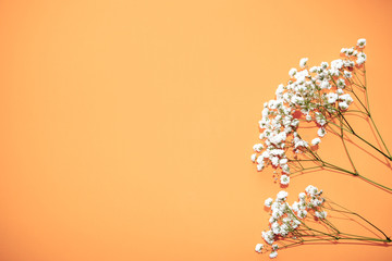 Beauty background cosmetic product, with green leaves and white flowers of gypsophila, on a peach background of spring. The concept of mother's day-women. flat lay, top view.