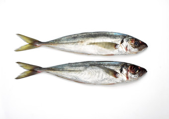CHINCHARD