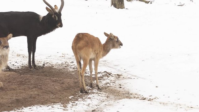 Antelope Nile Lechwe group (latin name Kobus Megaceros) are walking on the snow. Animal similar to gazelle are living naturally in Sudan or Ethiopia. Female has brown color, male is dark brown. 