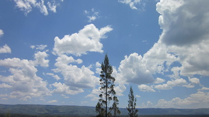 Fototapeta na wymiar Sky view Kakamega Forest Kenya
