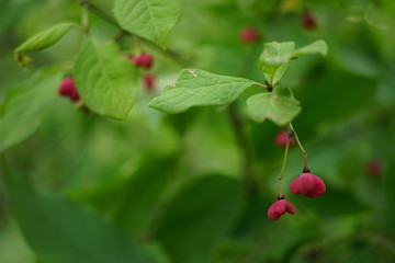 pink berries on a bush with green leaves.