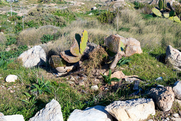 Cactus plant with damaged leaves growing in Mediterranean sea region, Malta