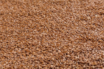 Spelt. Wheat grain background close up  horizontal orientation. In the diet, spelt is used for cooking cereals, baking, first dishes, and even original sauces based on ground cereals.