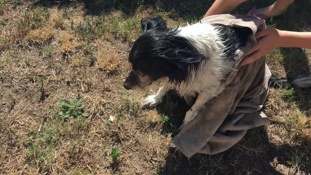 A black and white dog is dried with a towel after bathing by a girl in her home garden on a sunny day