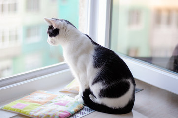 Bicolor cat watching at people from the window