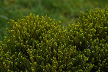 juicy bright green young grass grew after winter, the arrival of spring, the change of seasons and the revival of nature.