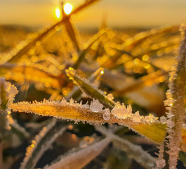 grass stalks on frosty morning at sunrise with rough ripe in golden light