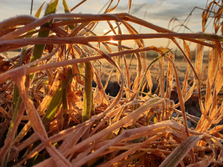 reed grass on a frosty morning at sunrise with rough ripe in golden light