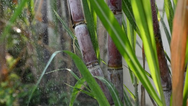 Water system in sugarcane plantations,Take water in sugarcane field after harvest,Watering springer, The movement of water springer in the farm of sugarcane.Overhead irrigation with sugar cane fields.