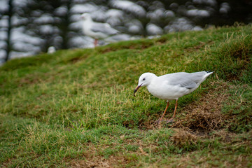 Seagull harassing People By the Beach in Australia
