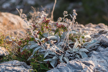 Mediterranean plants, Dalmatia