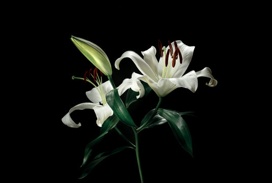 Beautiful White Lily On Black Color Background