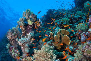 Naklejka na ściany i meble Photo of beautiful coral colony.