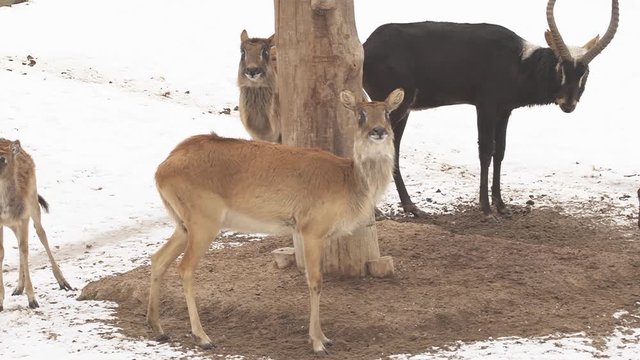 Antelope Nile Lechwe group (latin name Kobus Megaceros) are walking on the snow. Animal similar to gazelle are living naturally in Sudan or Ethiopia. Female has brown color, male is dark brown. 