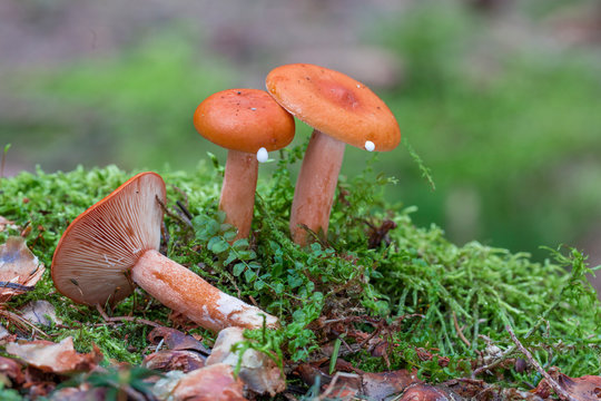 Lactarius, mushroom in the forest in autumn