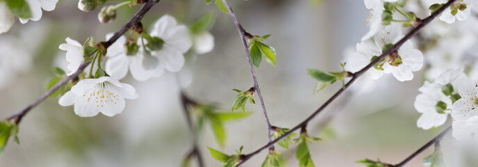 Fototapeta premium Blossom tree over nature background. Spring flowers.