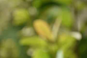 Greenish bokeh photography of leaves with beautiful colors.