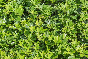 Fototapeta na wymiar Green texture of Schefflera arboricola bush branches with leaves we see in the photo
