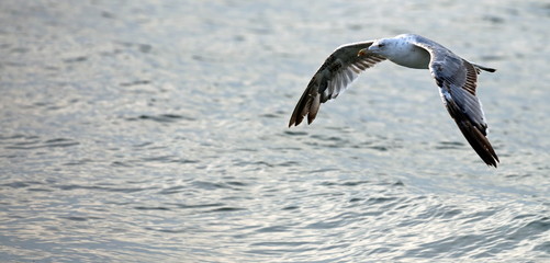 seagull  flies carefree over the sea water