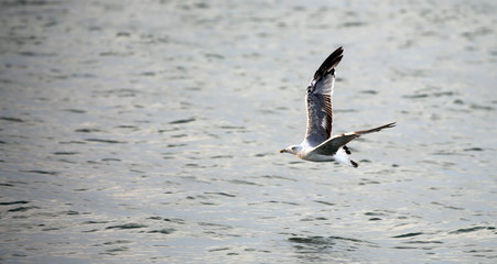 seagull flies over the water of the sea